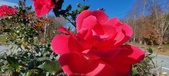 Enlarge photo 35