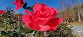 Enlarge photo 34