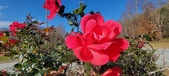 Enlarge photo 33