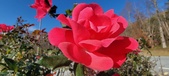 Enlarge photo 32