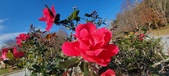 Enlarge photo 31