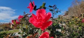 Enlarge photo 30
