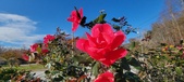 Enlarge photo 29