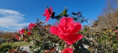 Enlarge photo 28
