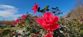 Enlarge photo 27