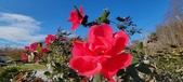 Enlarge photo 25