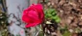 More roses
