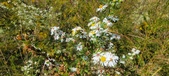 Enlarge photo 321