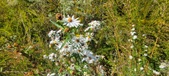 Enlarge photo 320