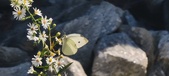 Enlarge photo 308