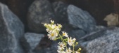 Enlarge photo 307