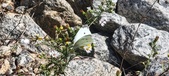 Enlarge photo 303