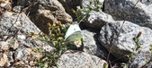 Enlarge photo 302