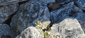 Enlarge photo 298