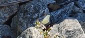 Enlarge photo 297