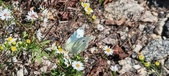 Enlarge photo 295