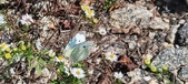 Enlarge photo 291