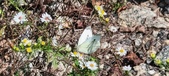 Enlarge photo 290