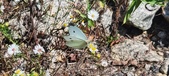 Enlarge photo 287
