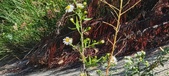 Enlarge photo 285