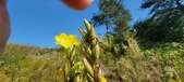 Enlarge photo 185
