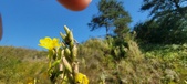 Enlarge photo 186