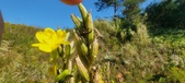 Enlarge photo 177