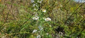 Enlarge photo 175