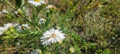 Enlarge photo 172