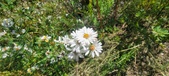 Enlarge photo 170