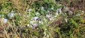 Enlarge photo 164