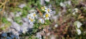 Enlarge photo 163