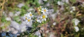 Enlarge photo 162