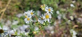 Enlarge photo 161