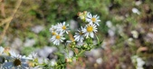 Enlarge photo 160