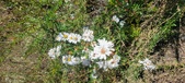 Enlarge photo 155