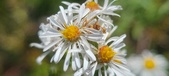 Enlarge photo 144
