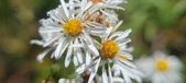 Enlarge photo 143