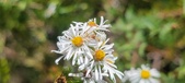 Enlarge photo 142