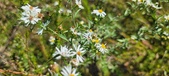 Enlarge photo 141