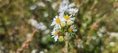 Enlarge photo 138