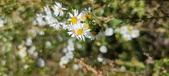 Enlarge photo 137