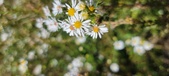 Enlarge photo 135