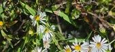 Enlarge photo 130