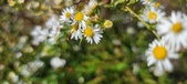 Enlarge photo 129