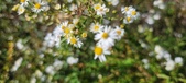 Enlarge photo 126