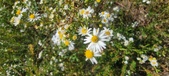 Enlarge photo 121