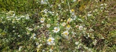 Enlarge photo 120