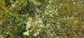Enlarge photo 117