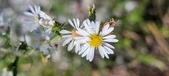 Enlarge photo 109